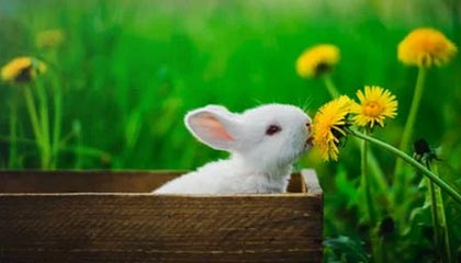 B sports_ MMA赛事前瞻：关注即将到来的重量级对抗，最新mma比赛